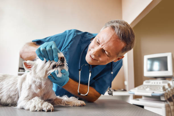 Best Emergency Dental Care for Abscessed Tooth in Rogersville, MO